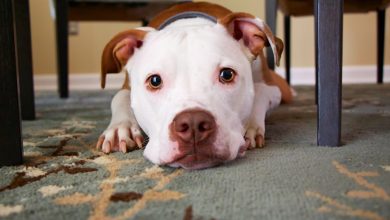 Photo Dog wearing vest