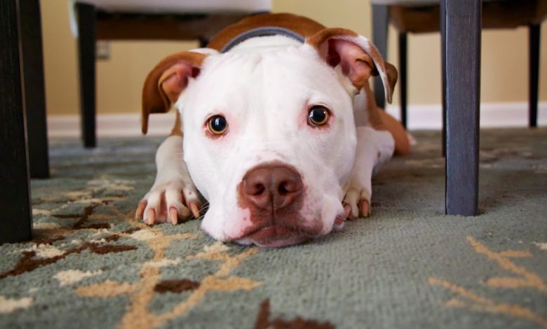 Photo Dog wearing vest